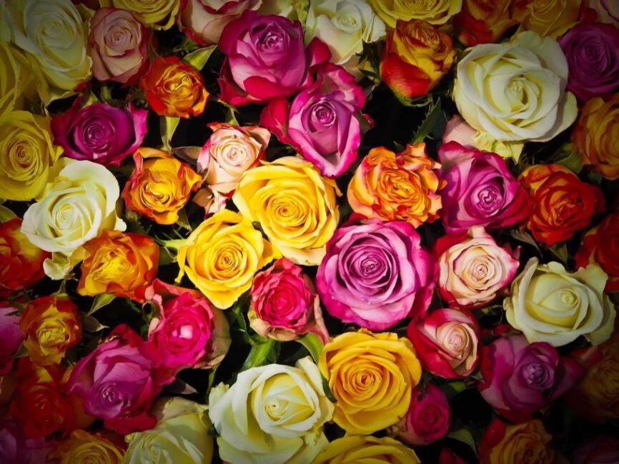 domowe perfumy z płatków róży